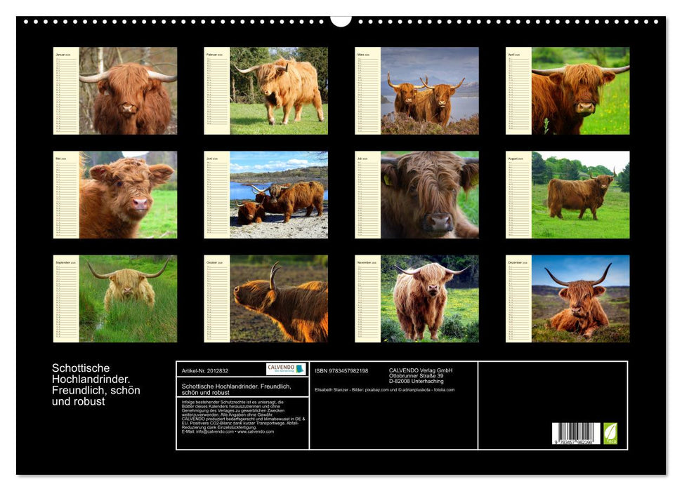 Schottische Hochlandrinder. Freundlich, schön und robust (CALVENDO Wandkalender 2026)
