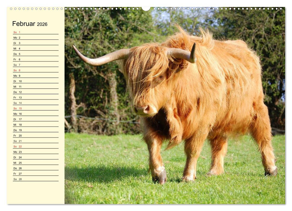 Schottische Hochlandrinder. Freundlich, schön und robust (CALVENDO Wandkalender 2026)