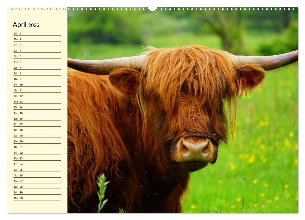 Schottische Hochlandrinder. Freundlich, schön und robust (CALVENDO Wandkalender 2026)