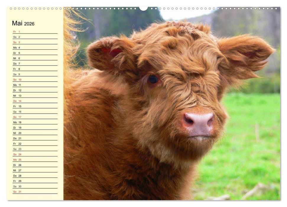 Schottische Hochlandrinder. Freundlich, schön und robust (CALVENDO Wandkalender 2026)