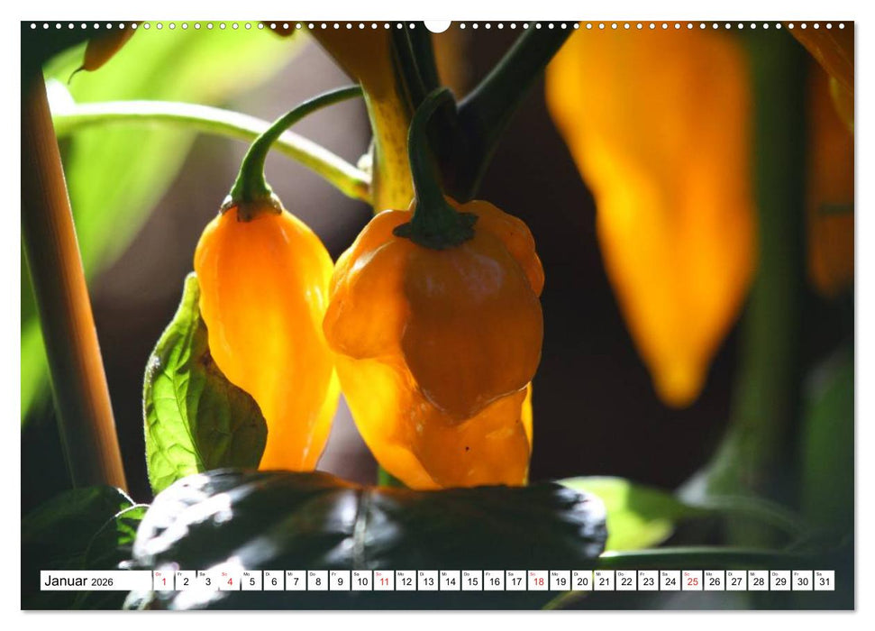 Für Chili Liebhaber (CALVENDO Premium Wandkalender 2026)
