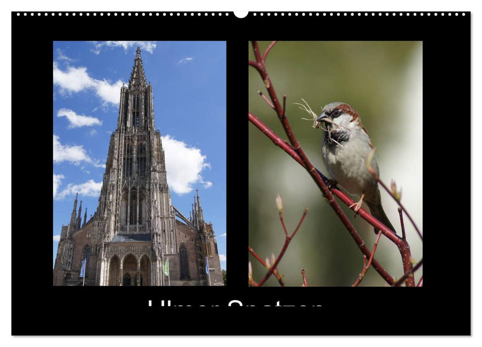 Ulmer Spatzen (CALVENDO Wandkalender 2026)