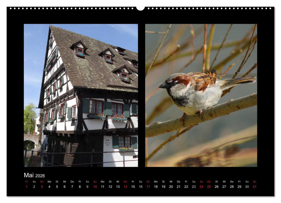 Ulmer Spatzen (CALVENDO Wandkalender 2026)