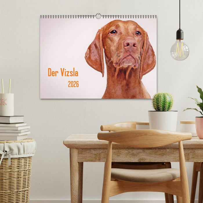 Der Vizsla 2026 (CALVENDO Wandkalender 2026)