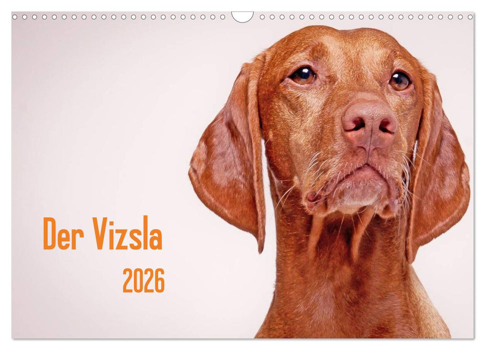 Der Vizsla 2026 (CALVENDO Wandkalender 2026)