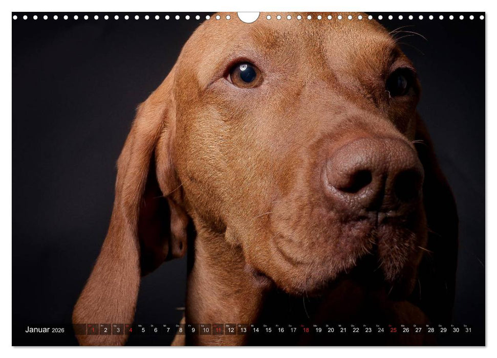 Der Vizsla 2026 (CALVENDO Wandkalender 2026)