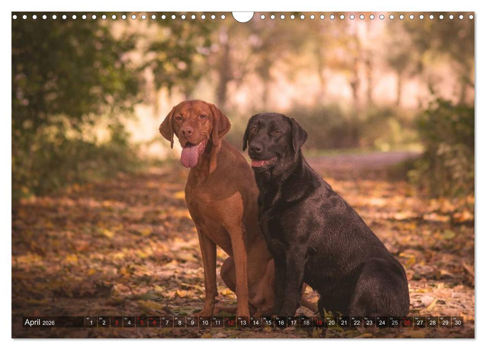 Der Vizsla 2026 (CALVENDO Wandkalender 2026)