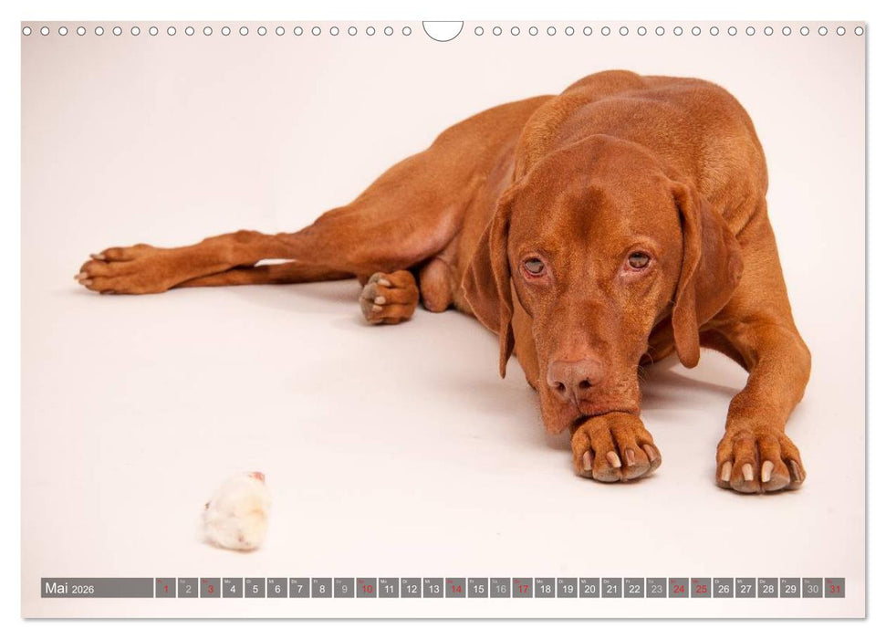 Der Vizsla 2026 (CALVENDO Wandkalender 2026)