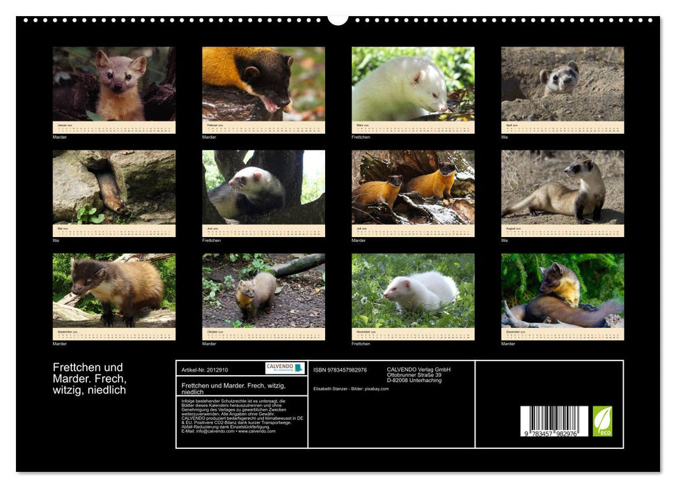 Frettchen und Marder. Frech, witzig, niedlich (CALVENDO Premium Wandkalender 2026)
