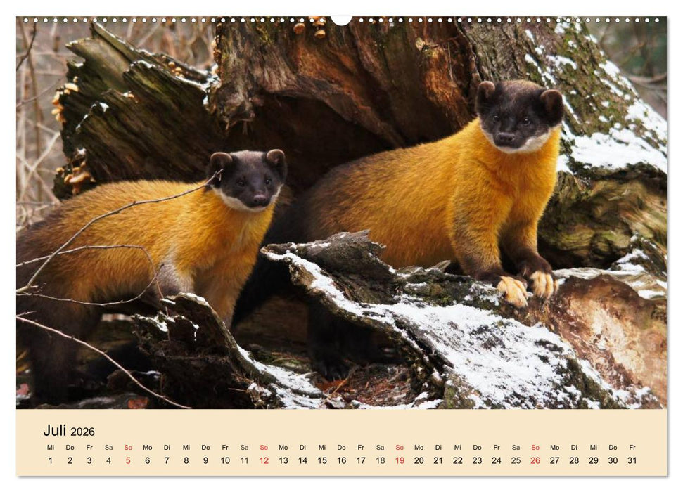 Frettchen und Marder. Frech, witzig, niedlich (CALVENDO Premium Wandkalender 2026)