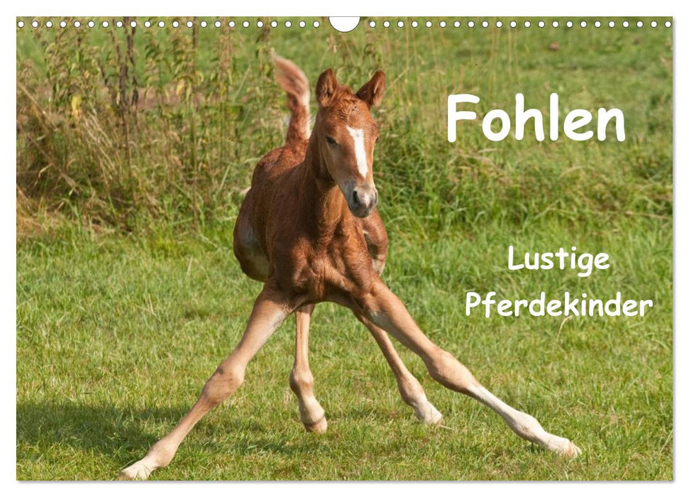 Fohlen - Lustige Pferdekinder (CALVENDO Wandkalender 2026)