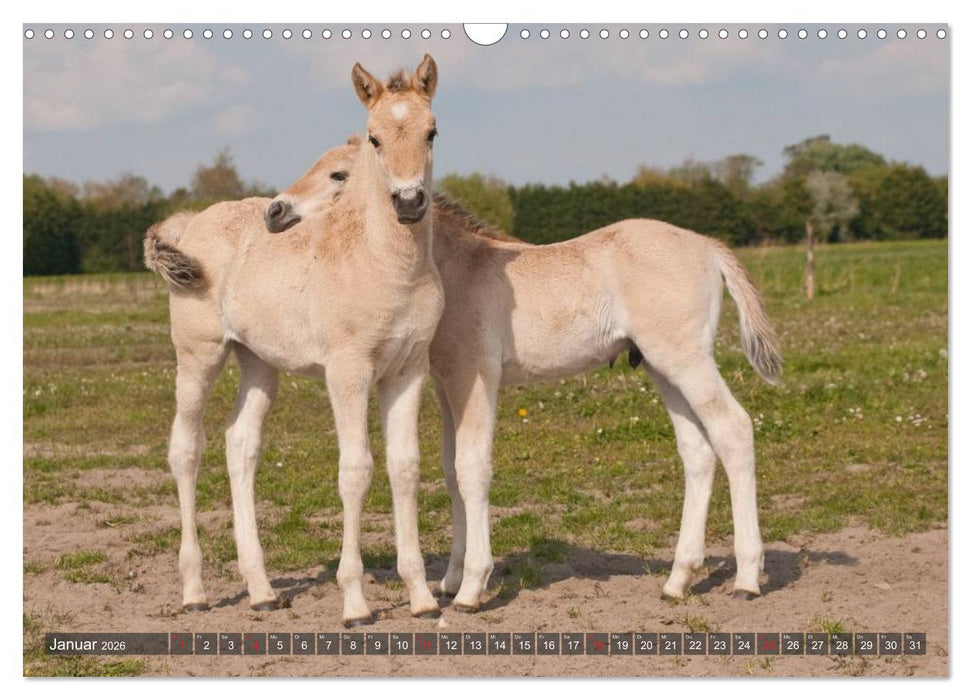 Fohlen - Lustige Pferdekinder (CALVENDO Wandkalender 2026)