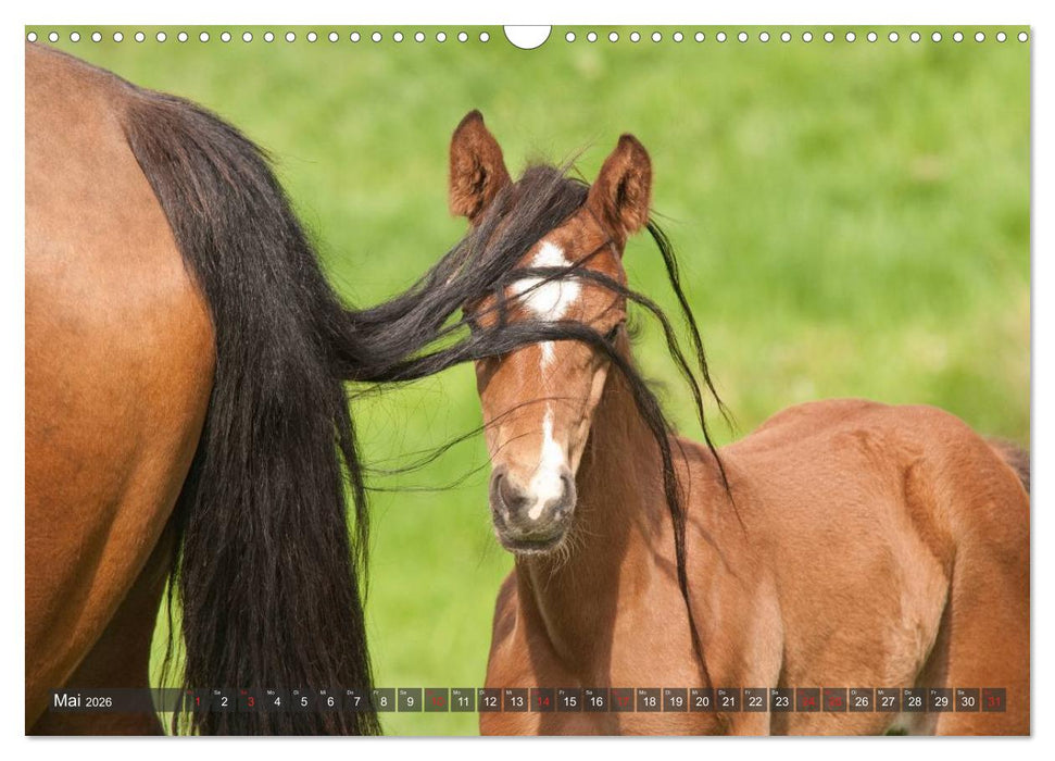 Fohlen - Lustige Pferdekinder (CALVENDO Wandkalender 2026)