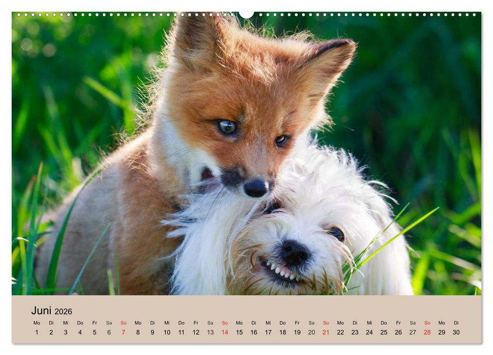 Der Fuchs. Bezaubernder Geselle (CALVENDO Premium Wandkalender 2026)