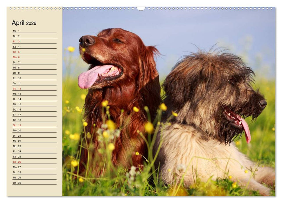 Beste Freunde. Bezaubernde Tierfreundschaften (CALVENDO Premium Wandkalender 2026)