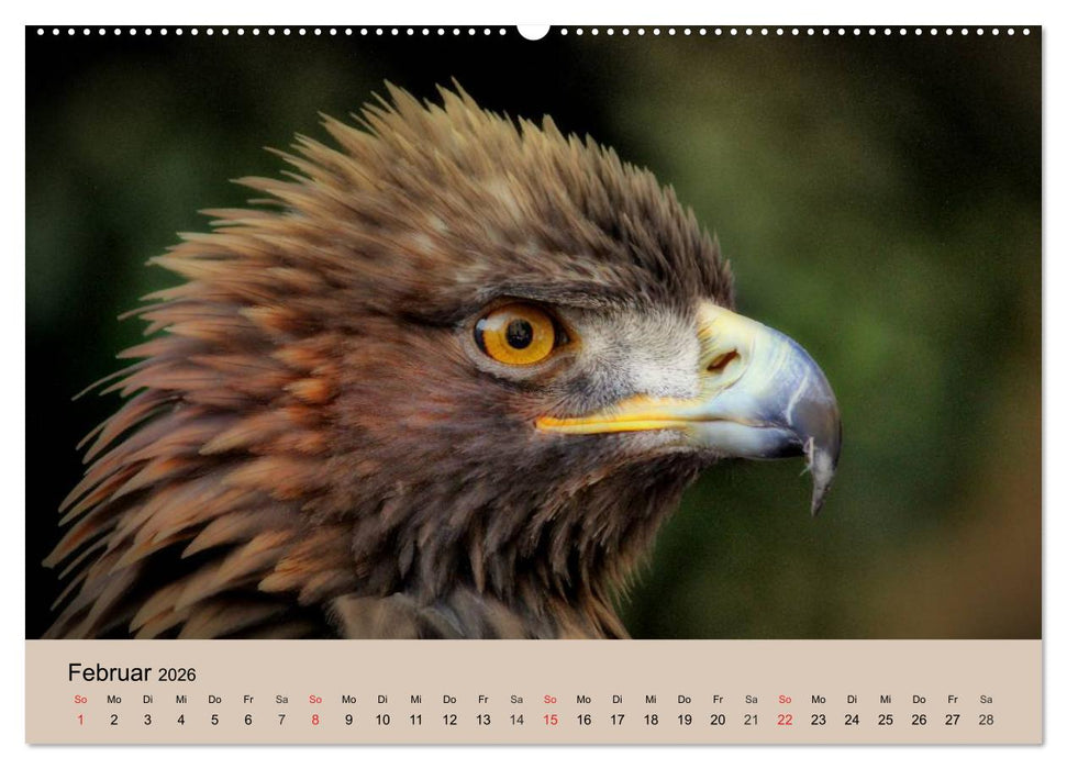 Der Steinadler. Majestätischer Greifvogel (CALVENDO Premium Wandkalender 2026)