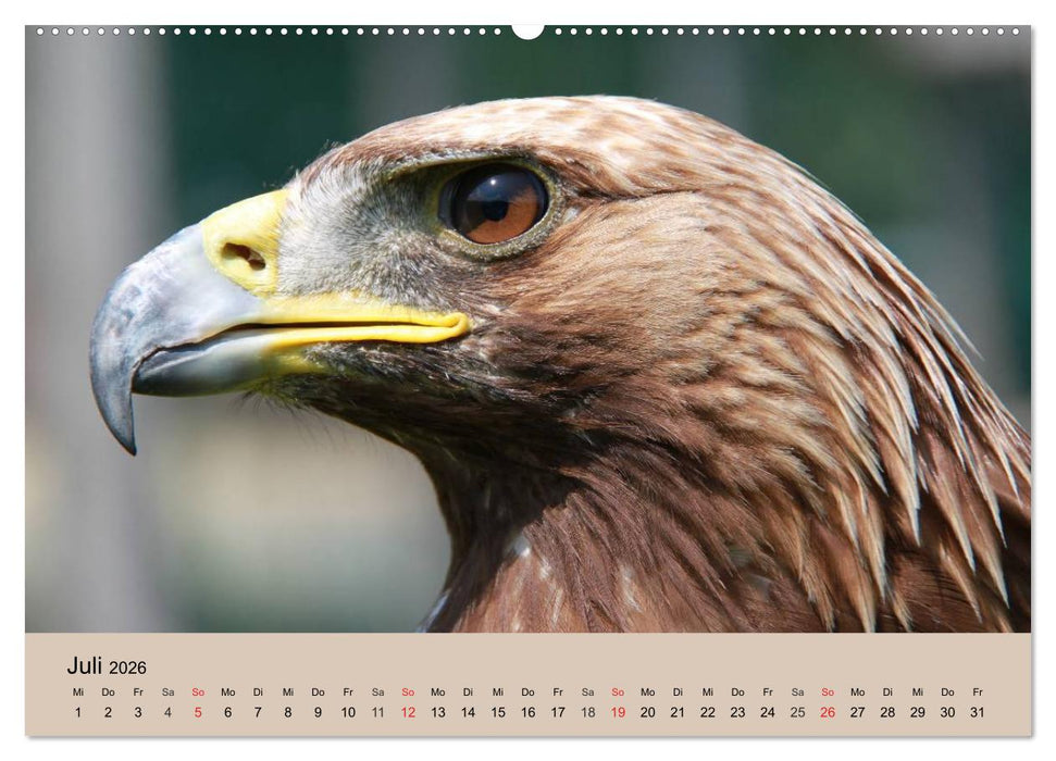 Der Steinadler. Majestätischer Greifvogel (CALVENDO Premium Wandkalender 2026)