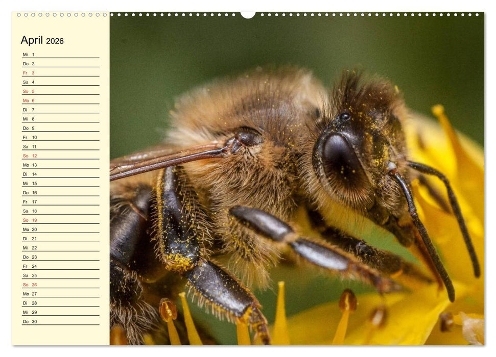 Fleißige Bienen. Von der Blüte bis zum Honig (CALVENDO Wandkalender 2026)