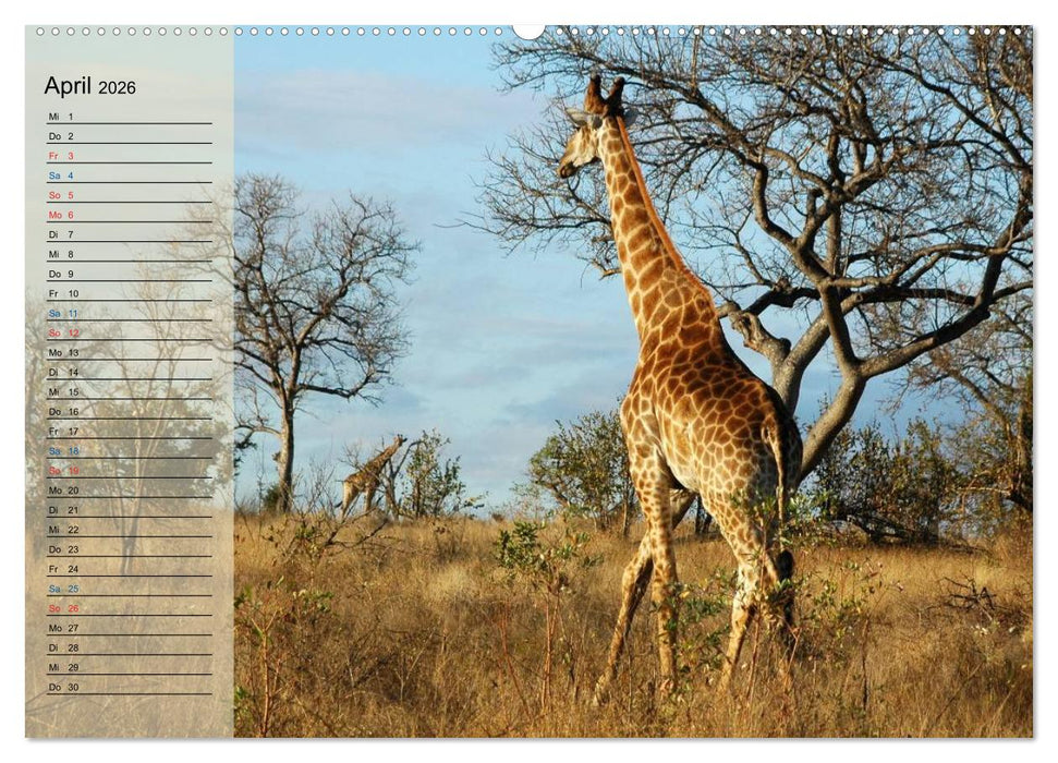 Süd Afrika - vom Krüger Nationalpark bis nach Kapstadt (CALVENDO Premium Wandkalender 2026)