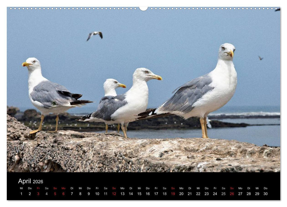 Essaouira. Marokko (CALVENDO Premium Wandkalender 2026)