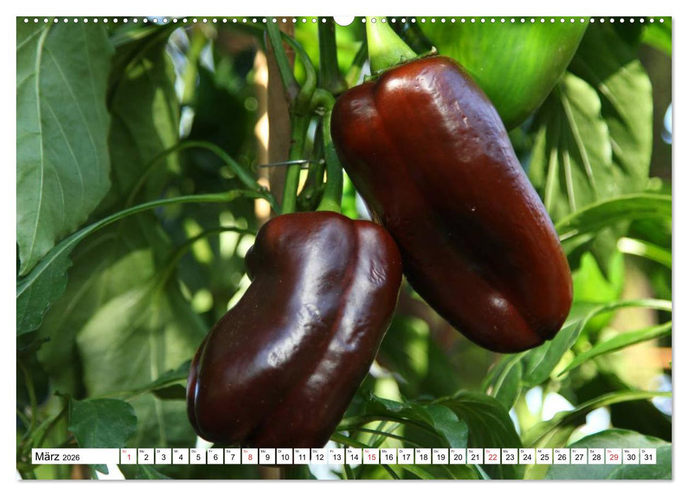Für Chili Liebhaber (CALVENDO Wandkalender 2026)