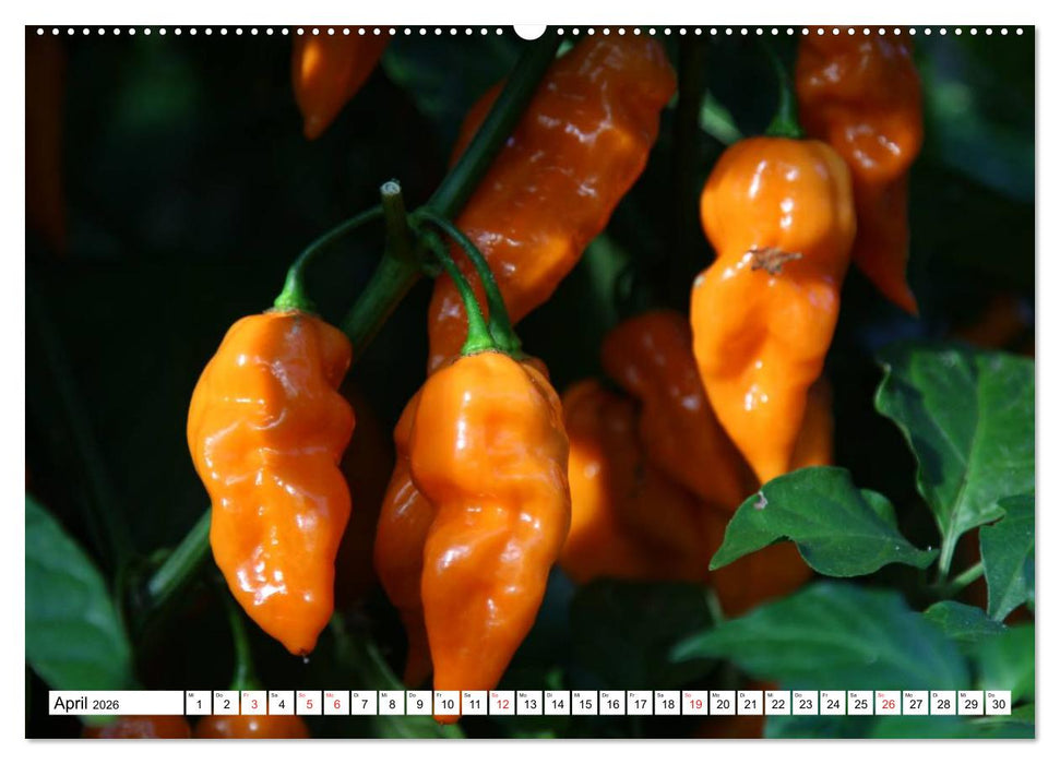 Für Chili Liebhaber (CALVENDO Wandkalender 2026)