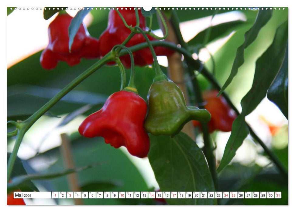 Für Chili Liebhaber (CALVENDO Wandkalender 2026)