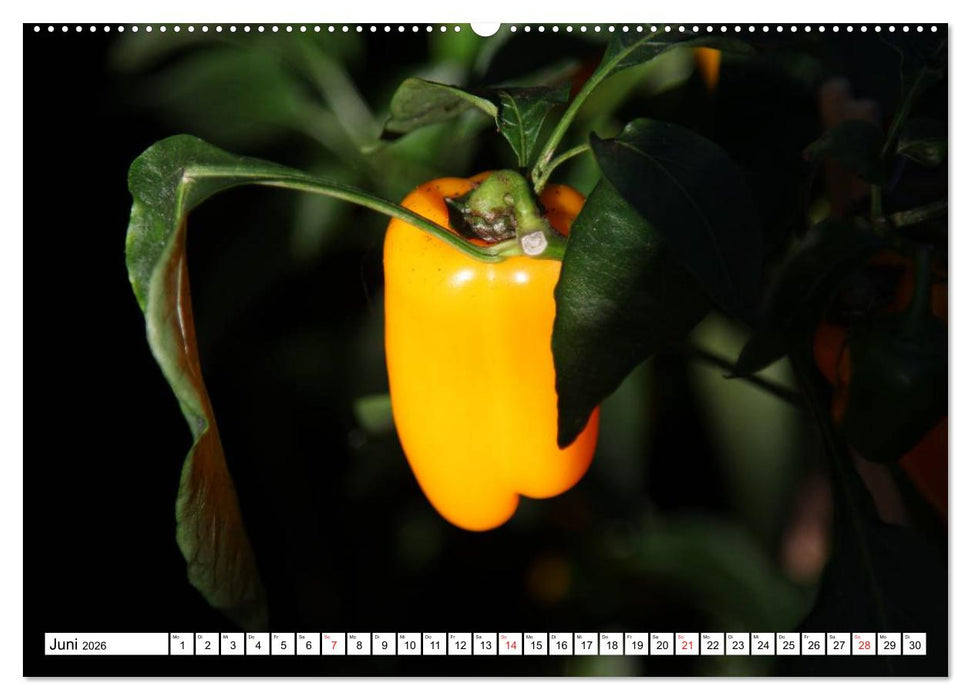 Für Chili Liebhaber (CALVENDO Wandkalender 2026)