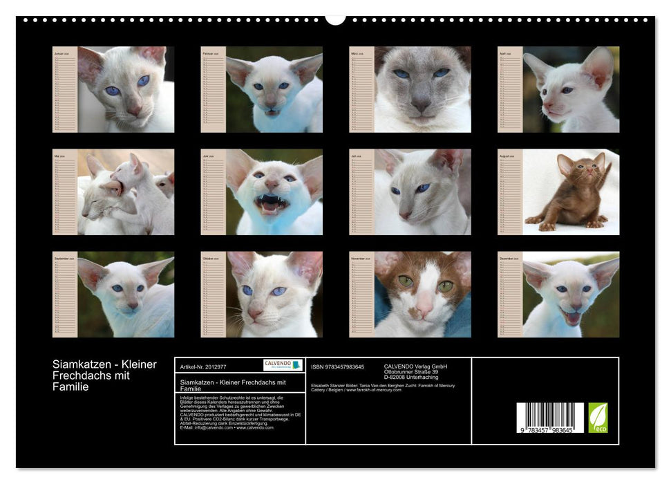 Siamkatzen - Kleiner Frechdachs mit Familie (CALVENDO Premium Wandkalender 2026)