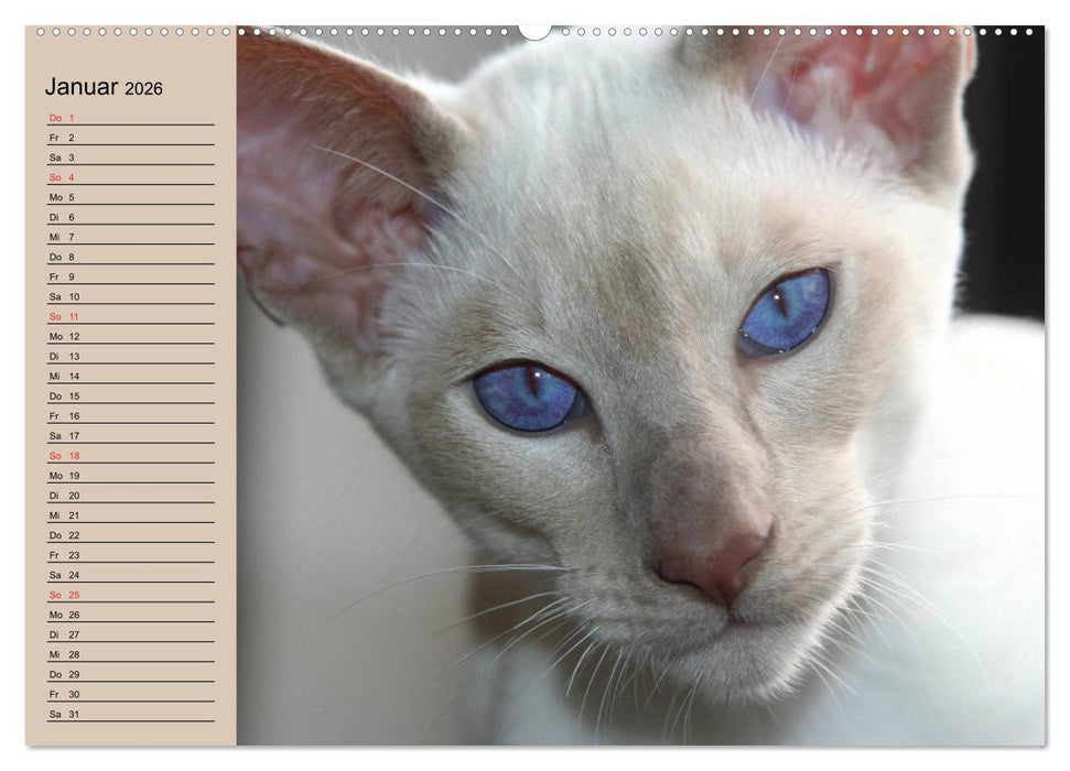 Siamkatzen - Kleiner Frechdachs mit Familie (CALVENDO Premium Wandkalender 2026)
