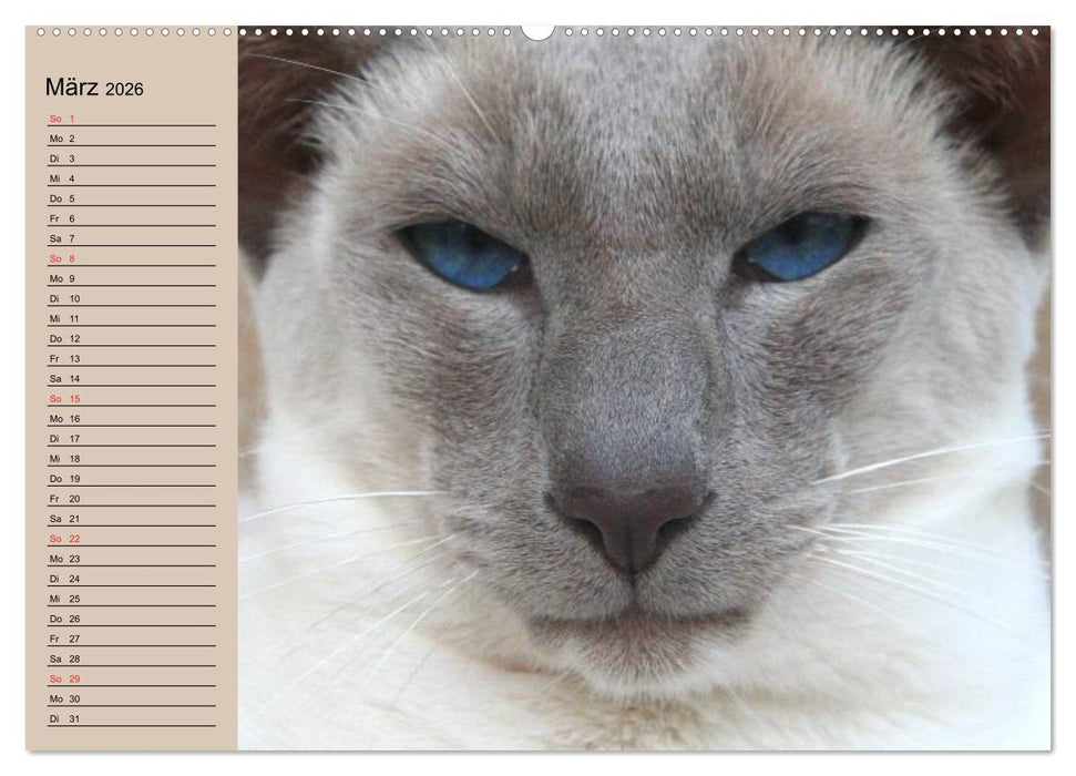 Siamkatzen - Kleiner Frechdachs mit Familie (CALVENDO Premium Wandkalender 2026)