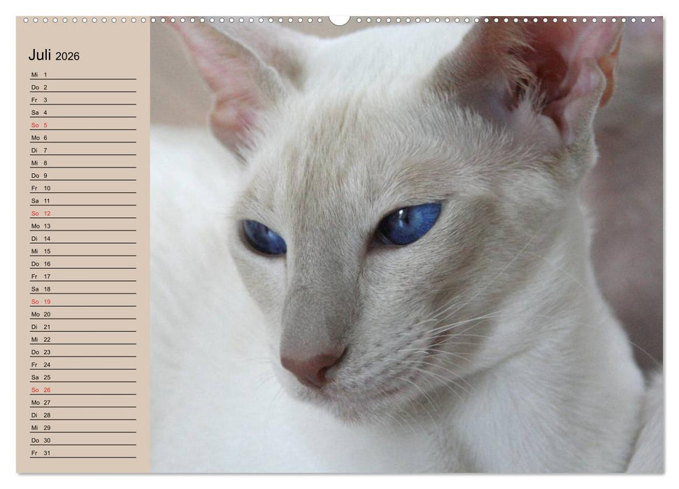 Siamkatzen - Kleiner Frechdachs mit Familie (CALVENDO Premium Wandkalender 2026)