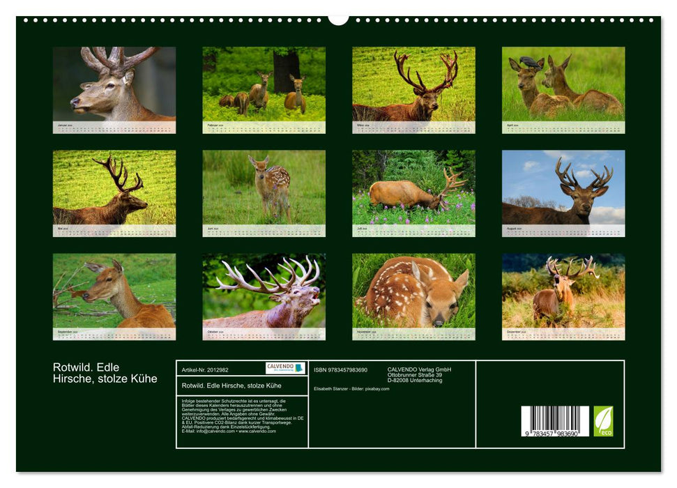 Rotwild. Edle Hirsche, stolze Kühe (CALVENDO Premium Wandkalender 2026)