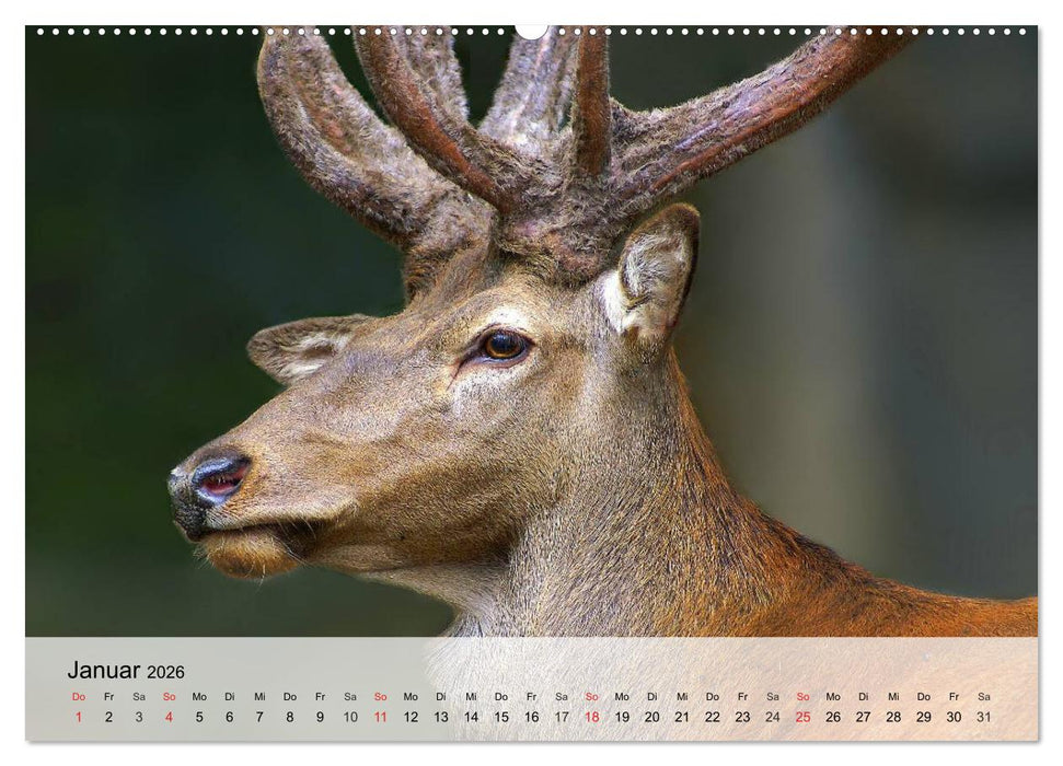 Rotwild. Edle Hirsche, stolze Kühe (CALVENDO Premium Wandkalender 2026)