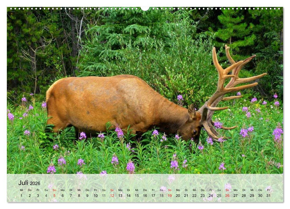 Rotwild. Edle Hirsche, stolze Kühe (CALVENDO Premium Wandkalender 2026)