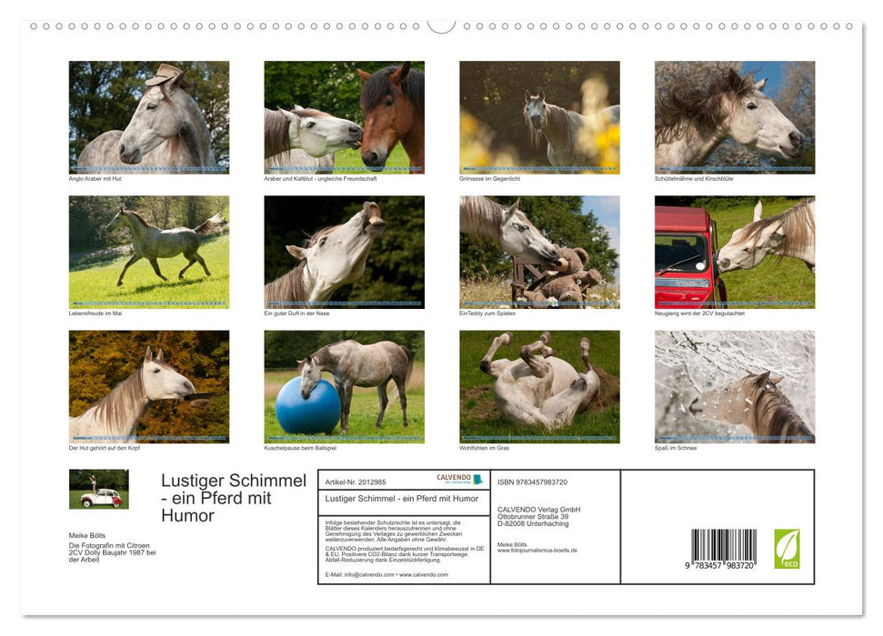 Lustiger Schimmel - ein Pferd mit Humor (CALVENDO Premium Wandkalender 2026)