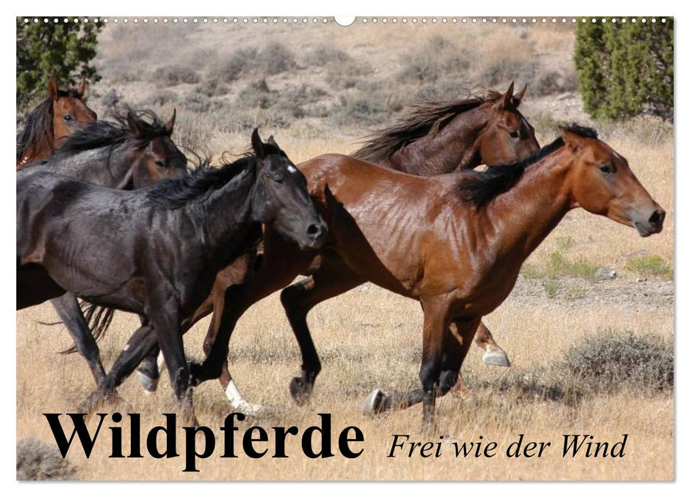 Wildpferde. Frei wie der Wind (CALVENDO Wandkalender 2026)