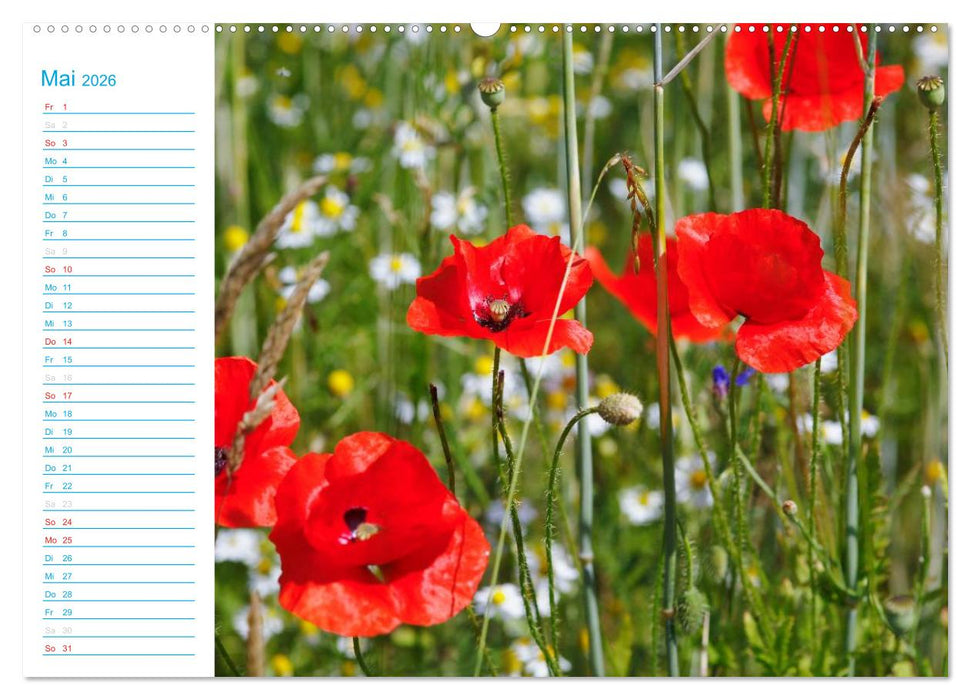 Wunderschöner Spreewald (CALVENDO Wandkalender 2026)