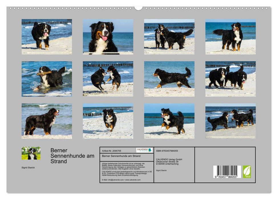 Berner Sennenhunde am Strand (CALVENDO Premium Wandkalender 2026)