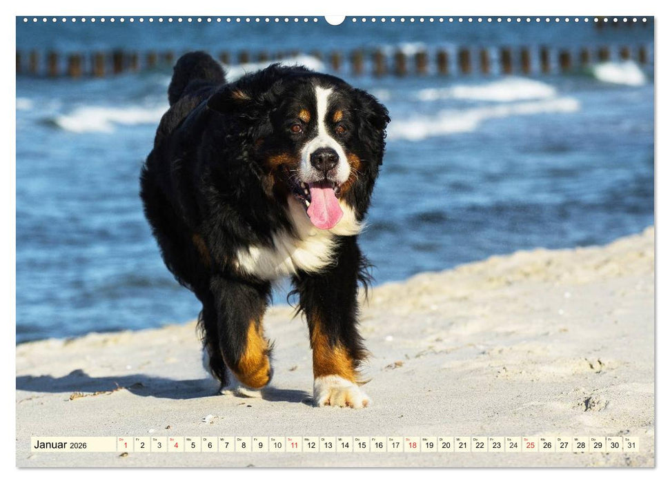 Berner Sennenhunde am Strand (CALVENDO Premium Wandkalender 2026)
