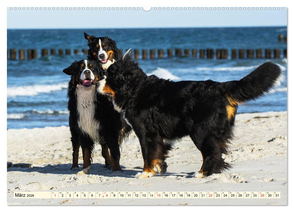 Berner Sennenhunde am Strand (CALVENDO Premium Wandkalender 2026)