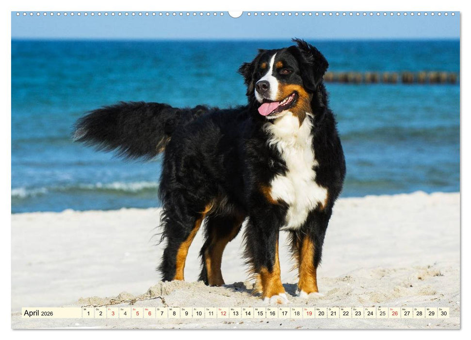 Berner Sennenhunde am Strand (CALVENDO Premium Wandkalender 2026)