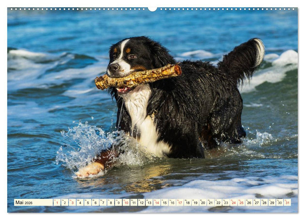 Berner Sennenhunde am Strand (CALVENDO Premium Wandkalender 2026)