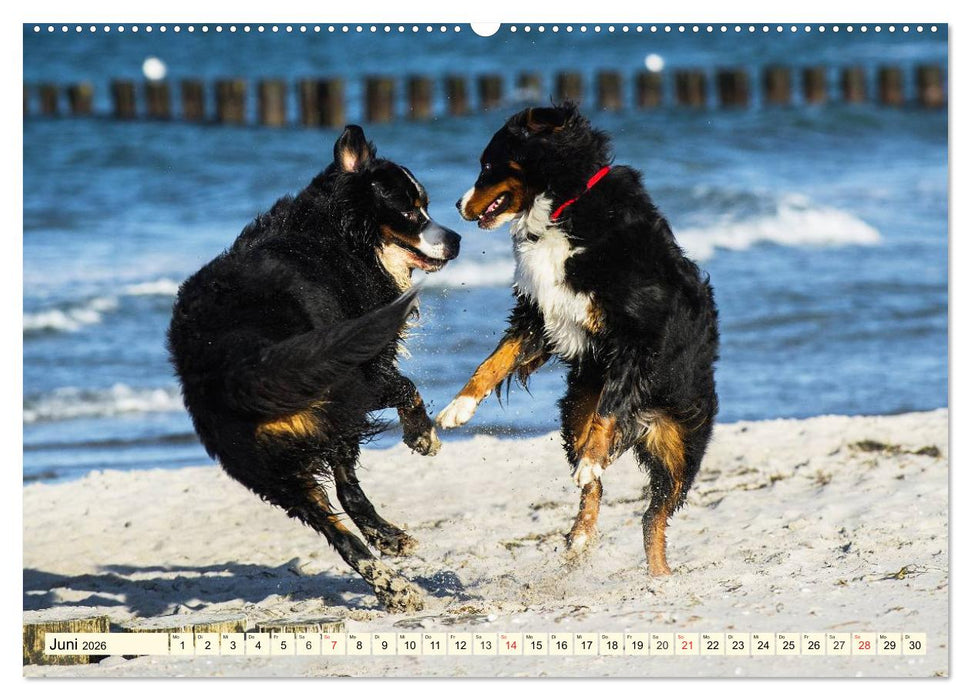Berner Sennenhunde am Strand (CALVENDO Premium Wandkalender 2026)