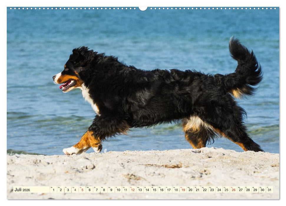 Berner Sennenhunde am Strand (CALVENDO Premium Wandkalender 2026)