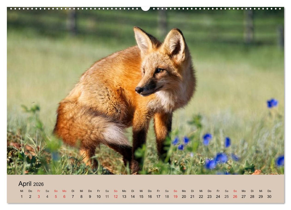 Der Fuchs. Bezaubernder Geselle (CALVENDO Wandkalender 2026)