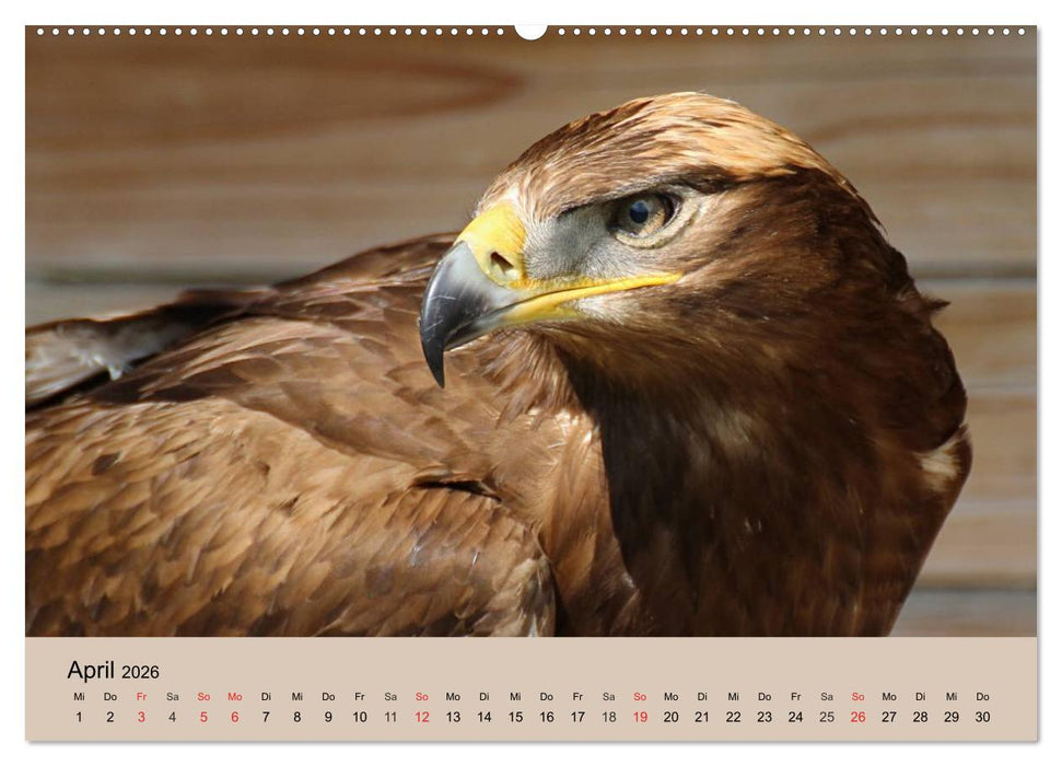 Der Steinadler. Majestätischer Greifvogel (CALVENDO Wandkalender 2026)