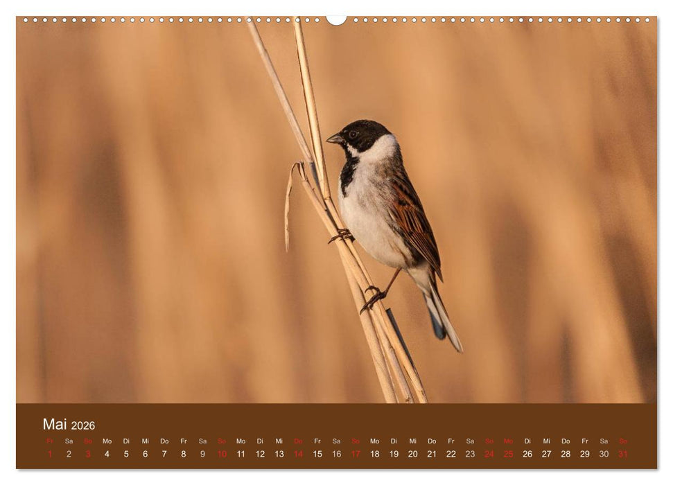 Der Federsee - Vogelparadies in Oberschwaben (CALVENDO Premium Wandkalender 2026)