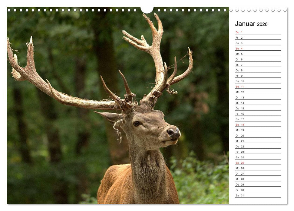 Hirsche (CALVENDO Wandkalender 2026)