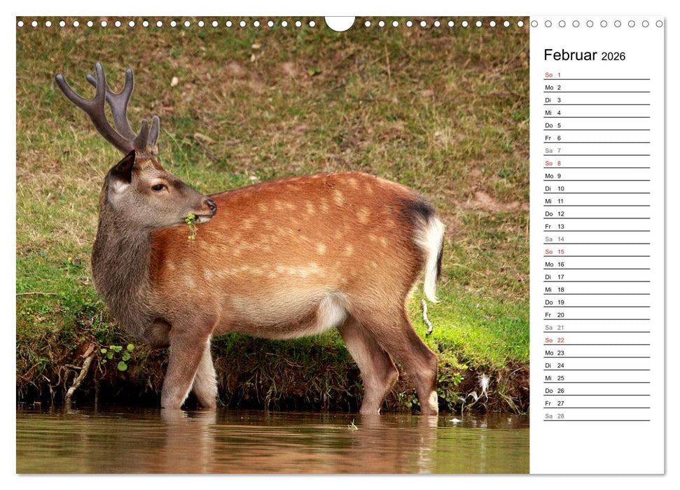 Hirsche (CALVENDO Wandkalender 2026)